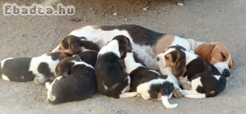 Eladó fajta tiszta Beagle kiskutya