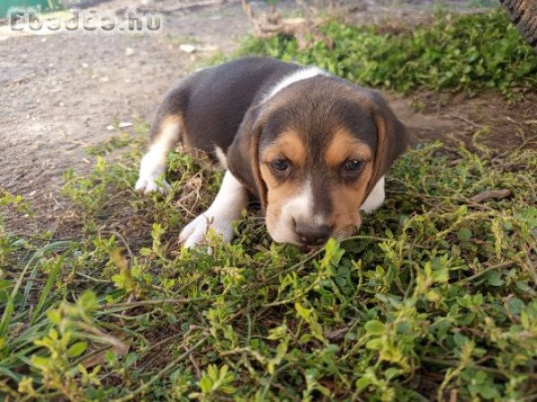 Eladó fajta tiszta Beagle kiskutya