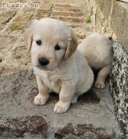 Golden Retriever kiskutyák