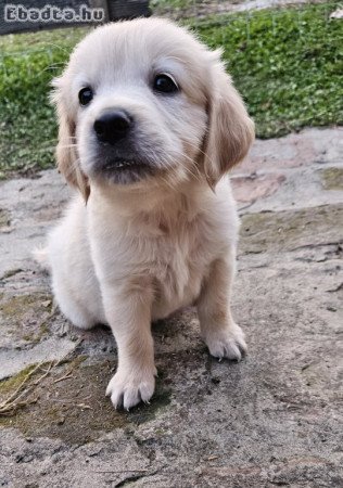 Golden Retriever kiskutyák