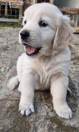 Golden Retriever kiskutyák