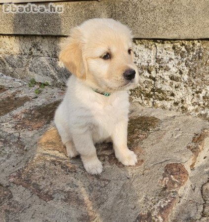 Golden Retriever kiskutyák