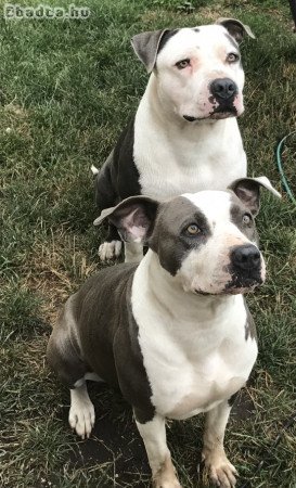 Amerikai staffordshire terrier Kiskutya