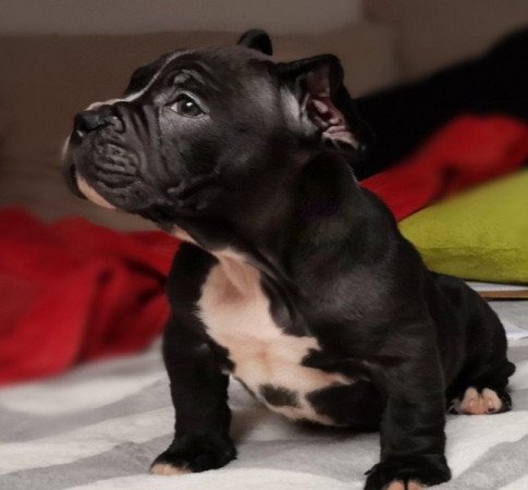 Staffordshire terrier