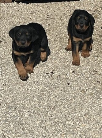 Rottweiler