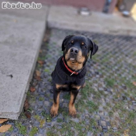 rottweiler kan