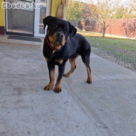 rottweiler kan