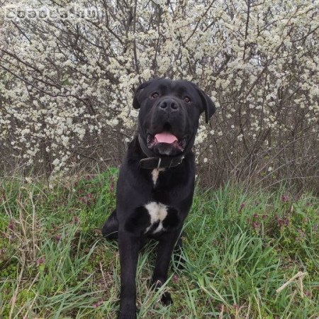 Cane Corso kan fedez