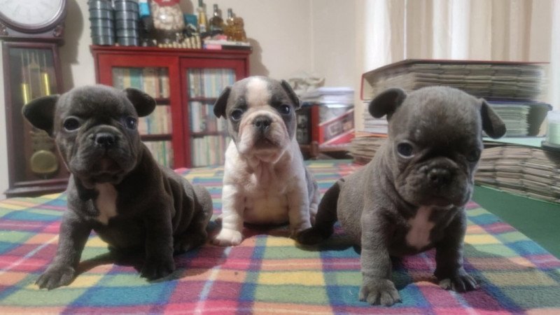 francia bulldog