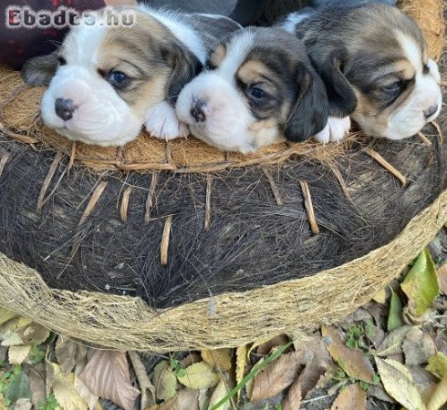 Beagle kiskutyák szerető gazdit keresnek