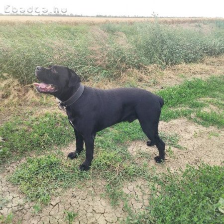 Cane Corso kan fedez