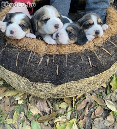 Beagle kiskutyák szerető gazdit keresnek