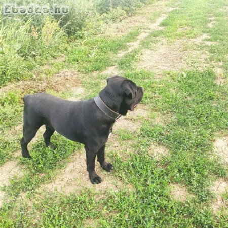 Cane Corso kan fedez