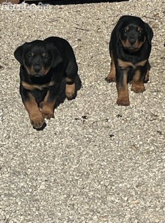 Rottweiler kölykök