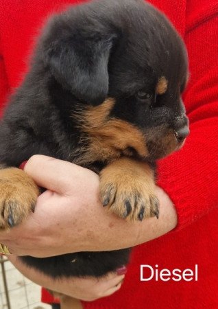 Rottweiler