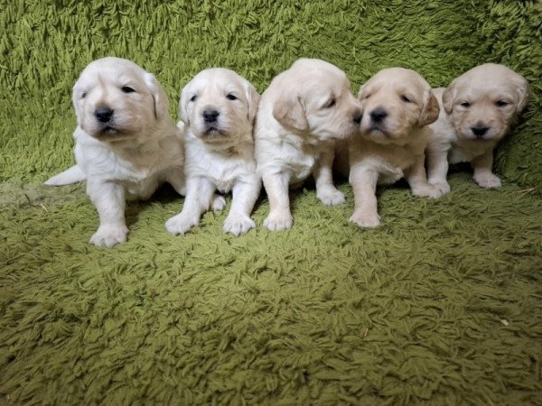 Golden Retriever