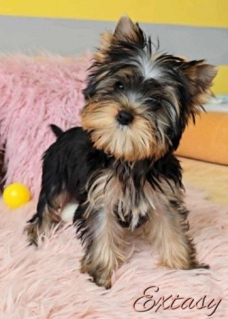 Yorkshire Terrier