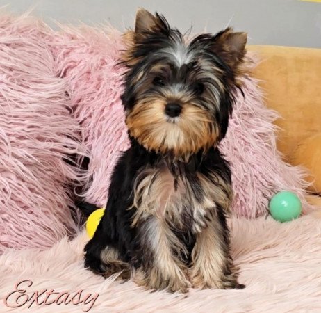 Yorkshire Terrier