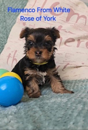 Yorkshire Terrier