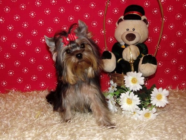 Yorkshire Terrier, Yorki