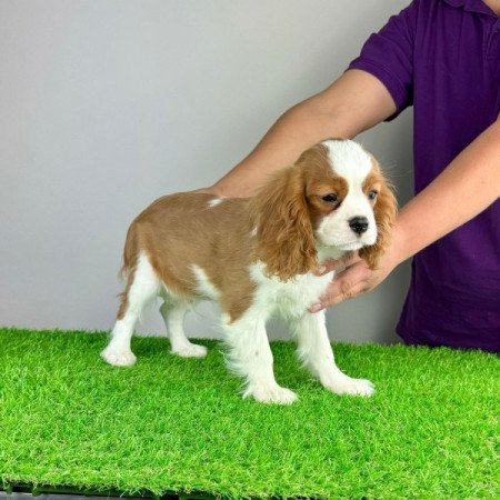 Cavalier King Charles Spániel