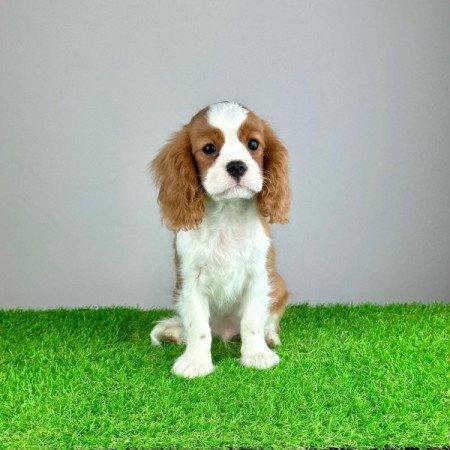 Cavalier King Charles Spániel