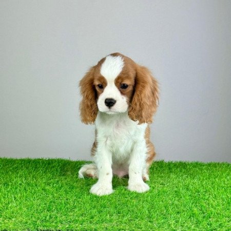 Cavalier King Charles Spániel