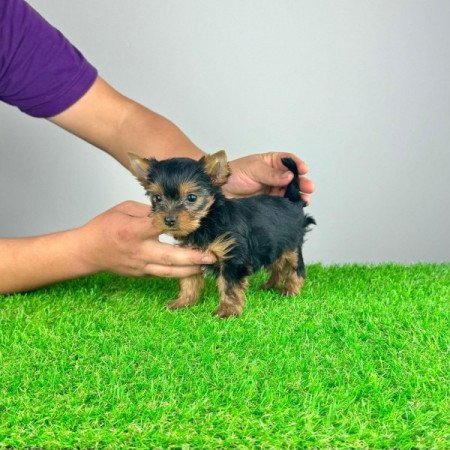 Yorkshire Terrier