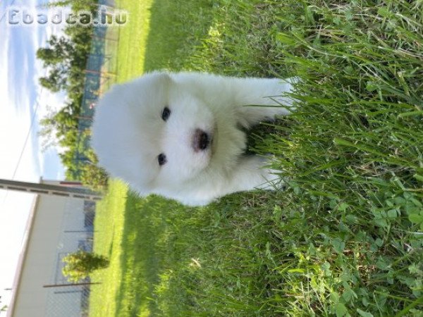 Samoyed kiskutyák