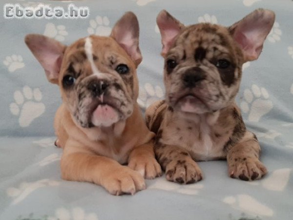 eladó francia bulldog brindle , merle