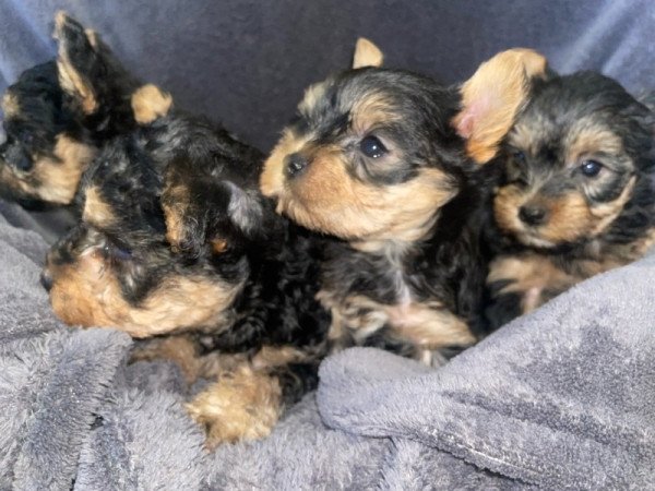 Yorkshire Terrier