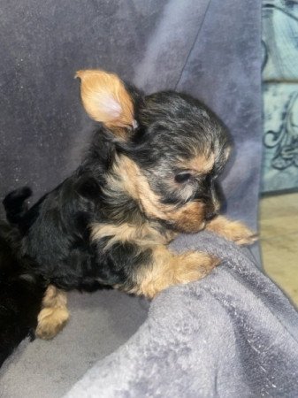 Yorkshire Terrier