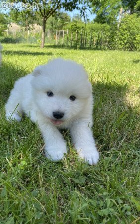 Samoyed kiskutyák