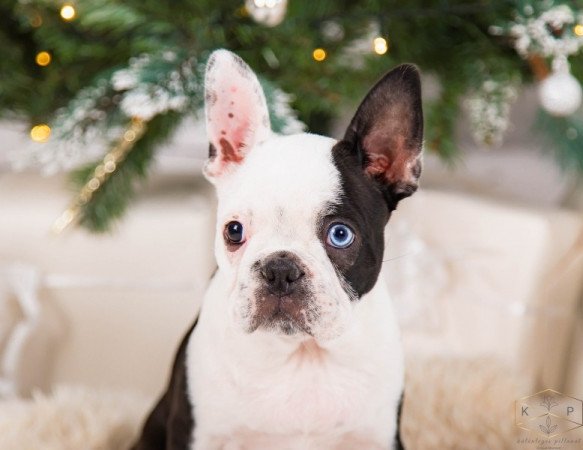 Boston Terrier