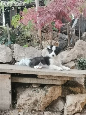 Eladó Border collie kiskutyák