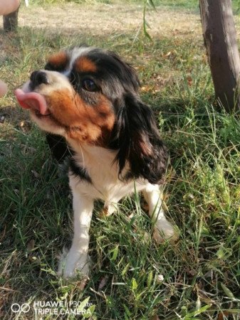 Cavalier king charles spániel