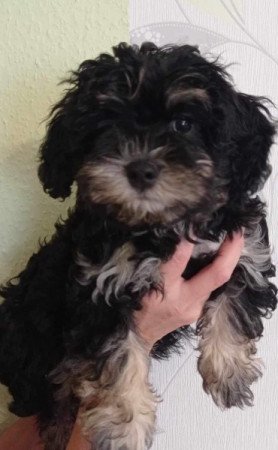 Yorki Havanese mix