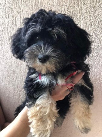 Yorki Havanese mix