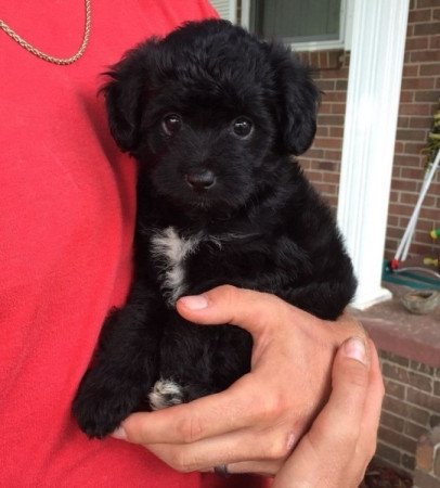 Bichon havanese