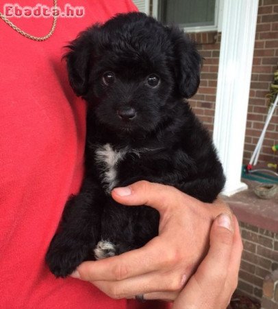 Bichon havanese kolykok