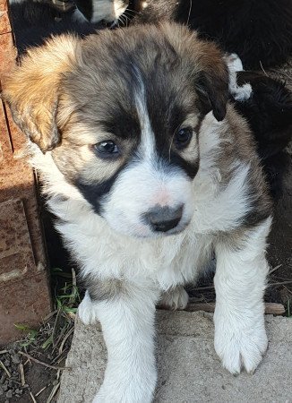 Border collie kölykök