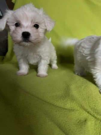 Bichon havanese