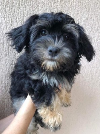 Havanese Yorkimix