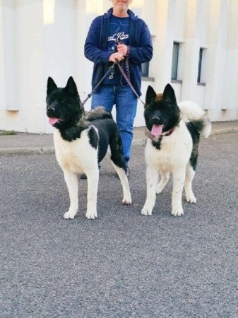 Amerikai Akita