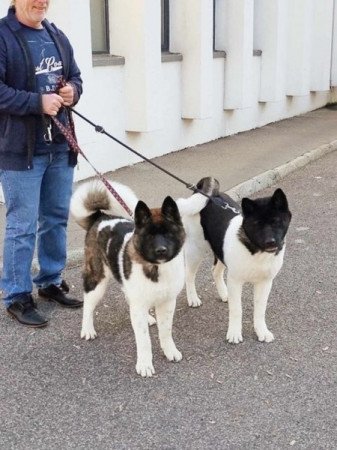 Amerikai Akita