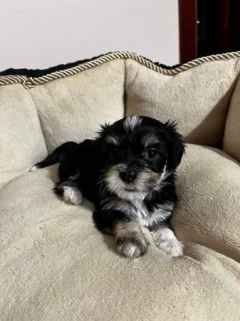 Bishon Havanese