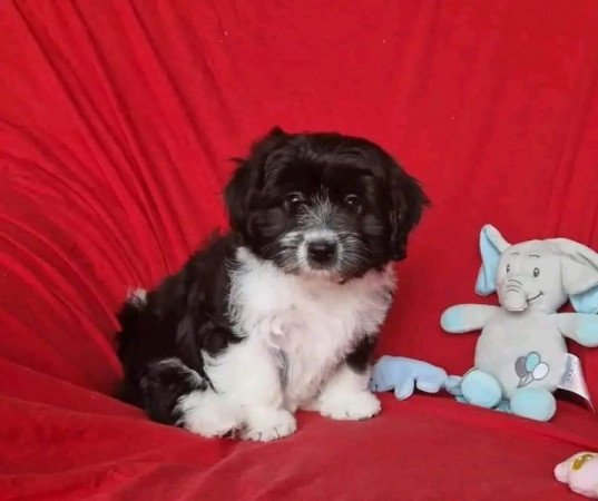 Bishon Havanese