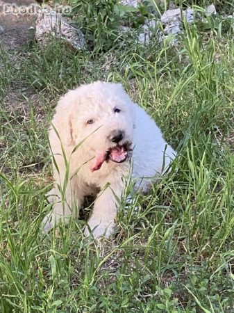 10 hetes komondor kölyök eladó