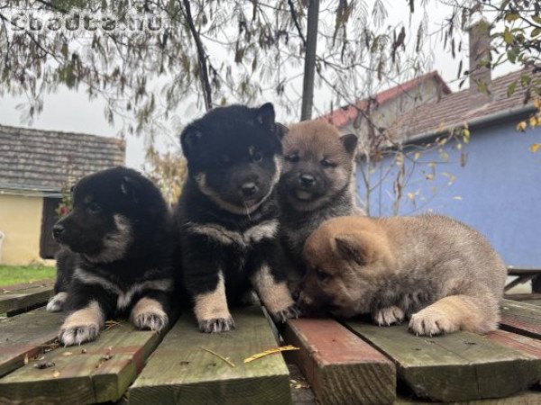 Shiba Inu kölykök