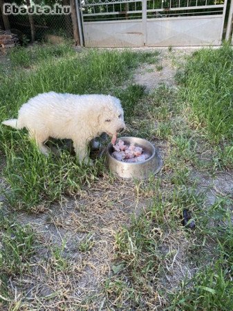 10 hetes komondor kölyök eladó